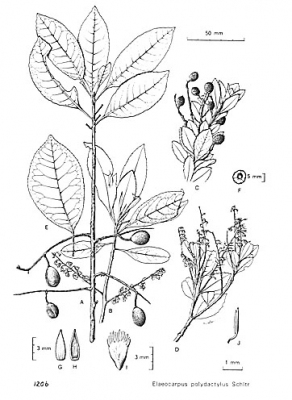 Elaeocarpus polydactylus
