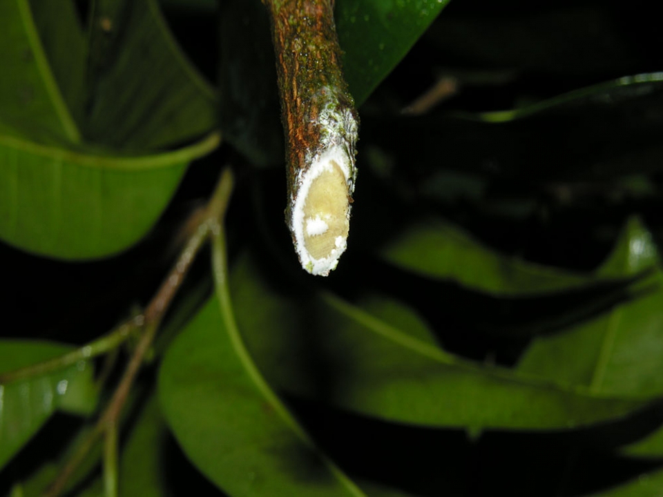 Chrysophyllum argenteum