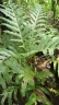 Drynaria quercifolia