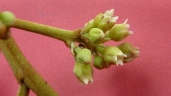 Thyrsodium spruceanum