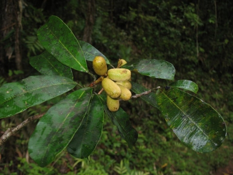 Abrahamia sericea