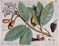 Vateria indica