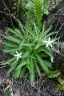 Hippobroma longiflora