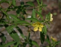 Ludwigia leptocarpa