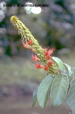 Combretum cacoucia