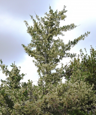 Gymnosporia heterophylla