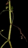 Cissus aralioides