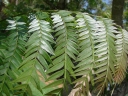 Jacaranda cuspidifolia