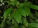 Miconia hondurensis