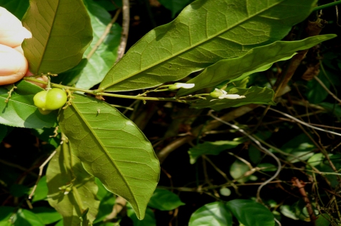 Carpolobia lutea