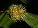Sloanea picapica