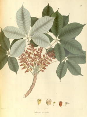 Sterculia versicolor