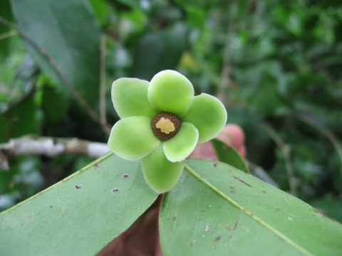 Uvaria lucida