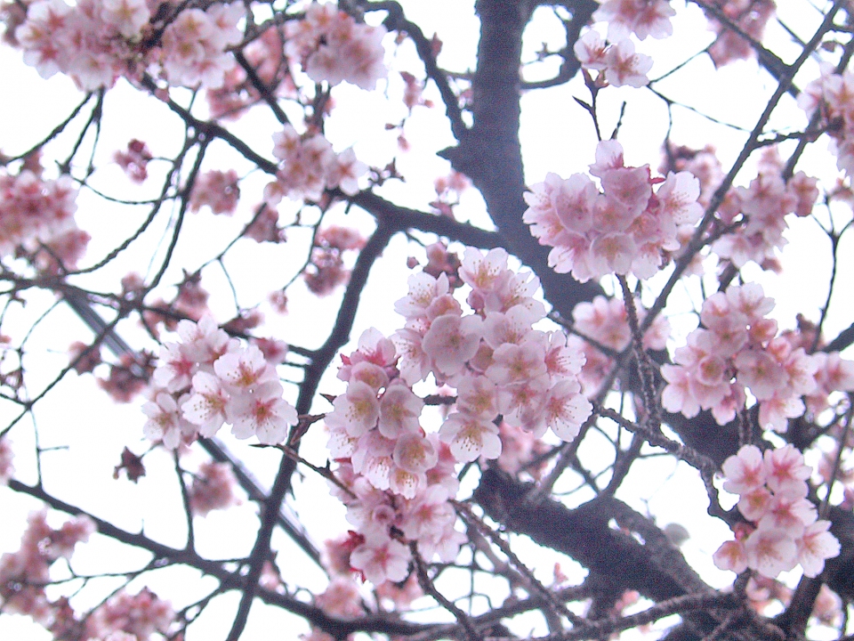 Prunus cerasoides