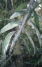 Calamus heteracanthus