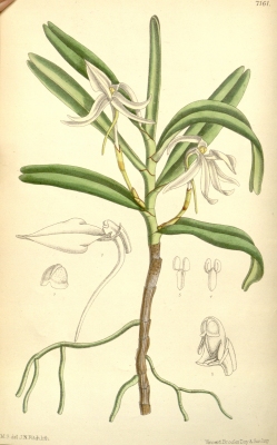 Jumellea fragrans