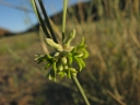 Orthanthera albida