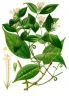 Strychnos toxifera