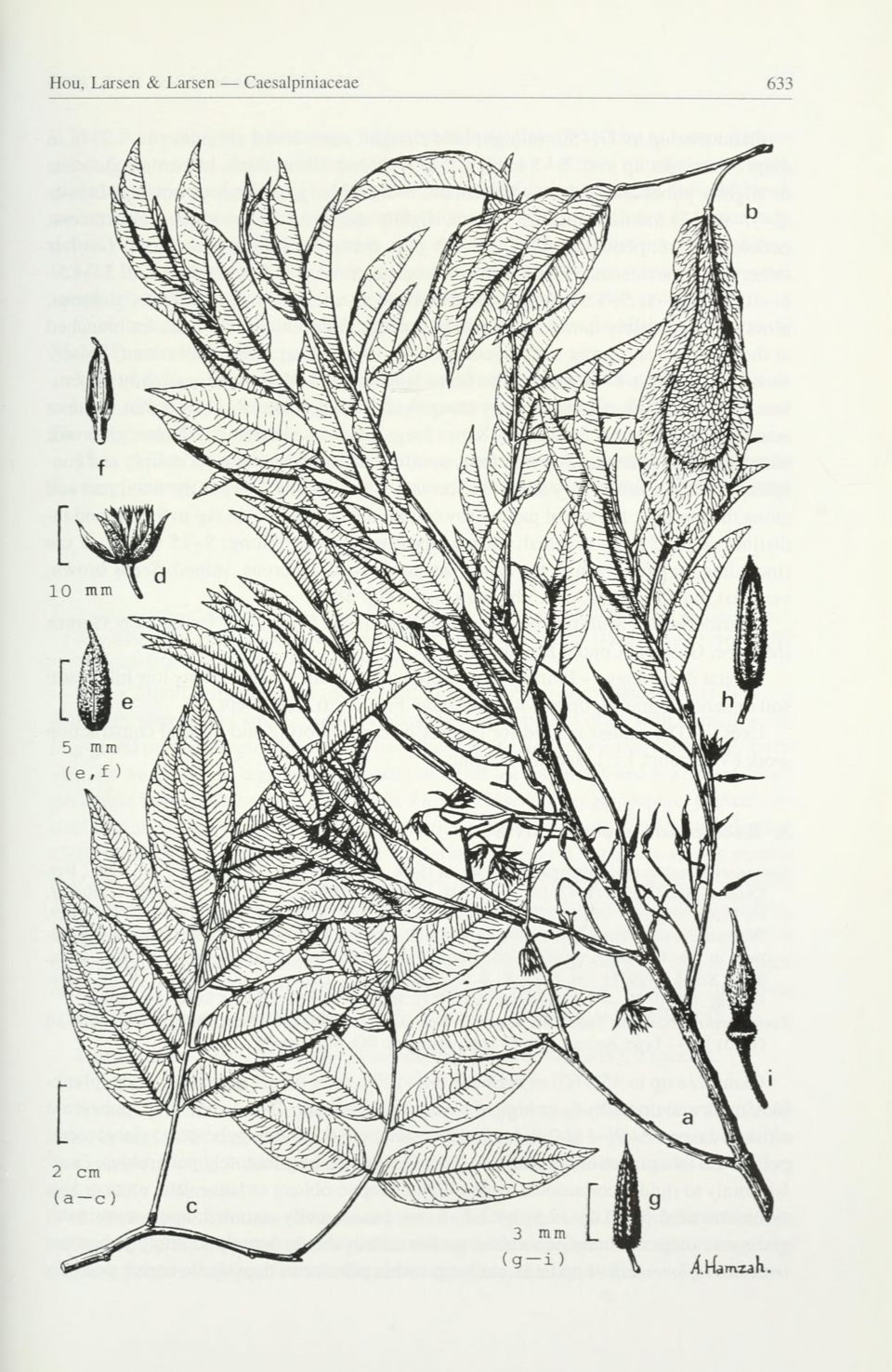 Koompassia grandiflora