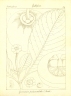 Garcinia pedunculata