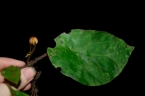 Begonia hirsutula