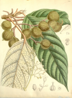 Heritiera macrophylla