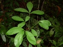 Hevea guianensis