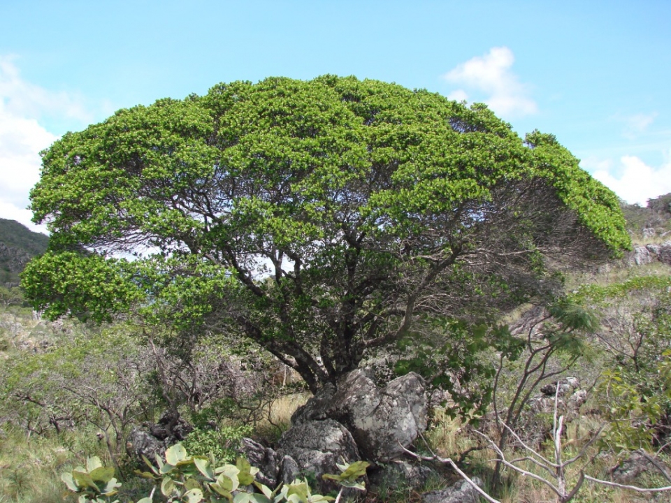 Humiria balsamifera