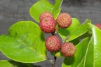 Chaetocarpus schomburgkianus