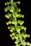 Dioscoreophyllum cumminsii