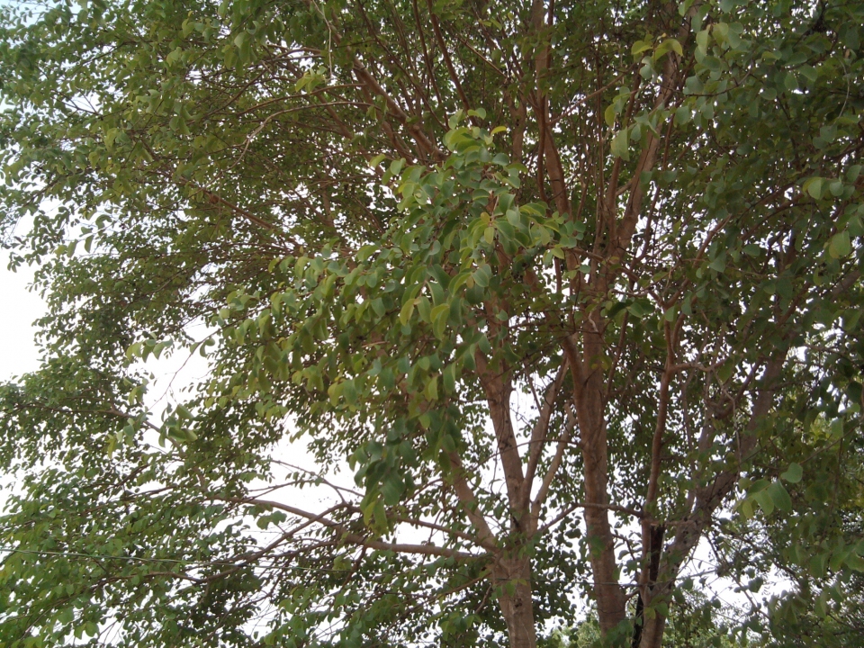 Anogeissus latifolia