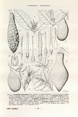 Landolphia elliptica