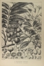 Dysoxylum arborescens