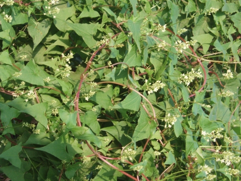 Reynoutria multiflora
