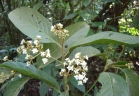 Nectandra reticulata