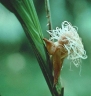 Evodianthus funifer