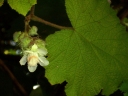 Rubus alceifolius