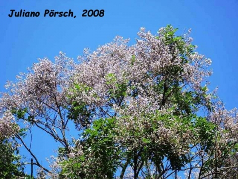 Lonchocarpus muehlbergianus