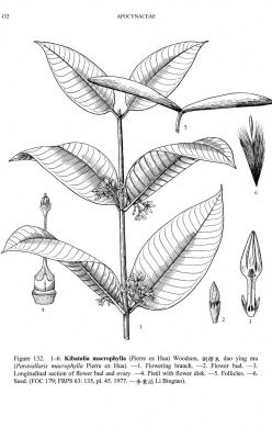 Kibatalia macrophylla