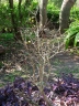 Rosenbergiodendron formosum