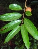 Hydnocarpus pentandrus