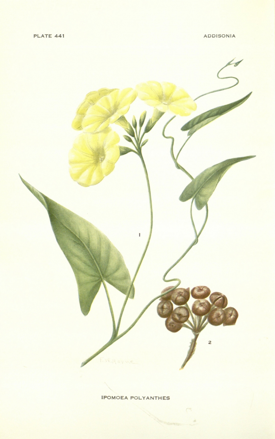 Merremia umbellata