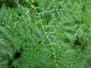 Asparagus setaceus