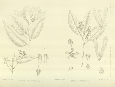 Shorea hopeifolia