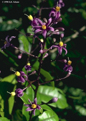 Solanum madagascariense