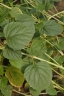 Cullen corylifolium