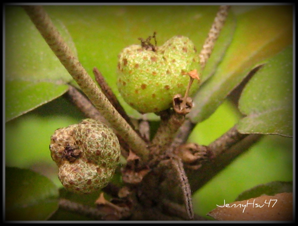 Croton cascarilloides