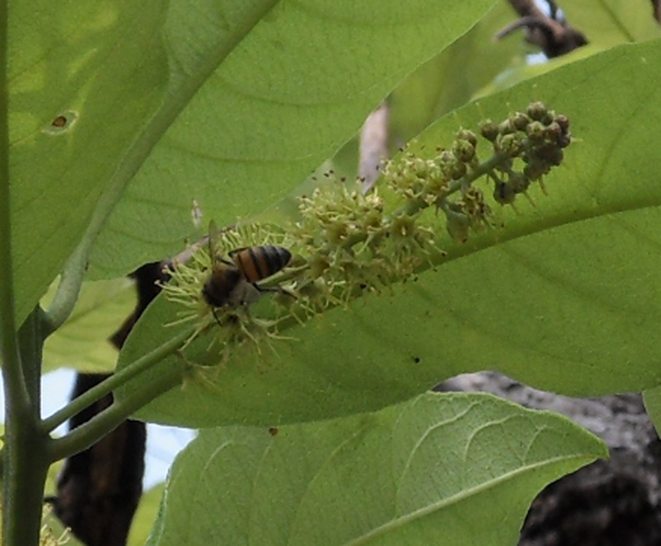 Combretum psidioides