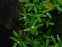 Oldenlandia affinis