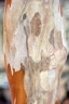 Myrciaria vexator